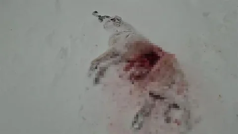 Sivas'ta Kurtlar Köyde Tehdit Oluşturdu