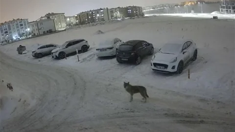 Erzurum'da Kurt Kent Merkezine İndi