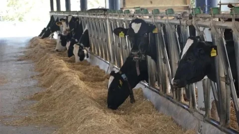 Aydın Hayvancılıkta Zirvede Yer Alıyor