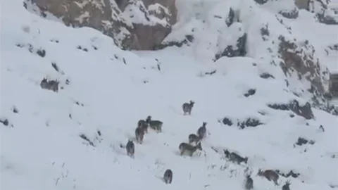 Elazığ'da Dağ Keçileri Görüntülendi