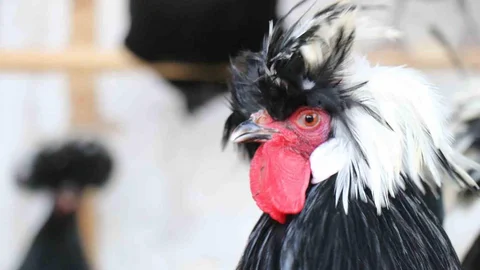 Denizli'de Tavuk Yetiştiriciliği