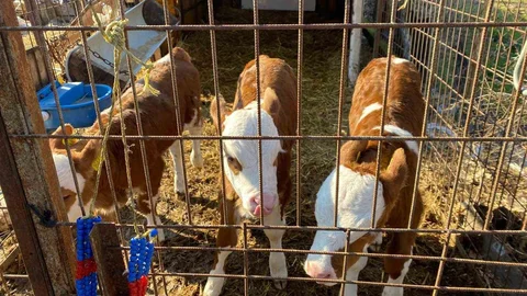 Edirne Orhaniye Köyünde Üçüz Buzağılar Doğdu