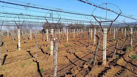 Manisa'da Üzüm Üretiminde Yenilikler