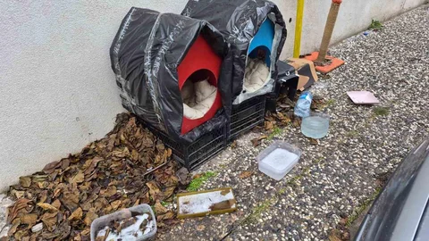 Eskişehir'de Sokak Hayvanlarına Destek