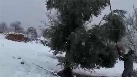 Kar Ağırlığı Ağaçları Kırdı