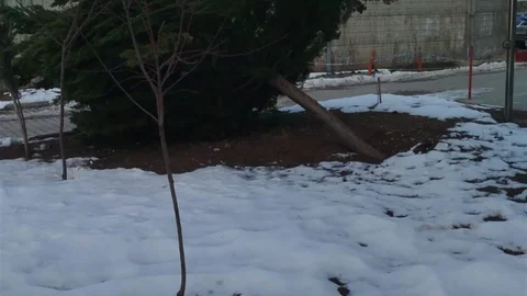 Adıyaman'da Şiddetli Rüzgar Çam Ağacını Devirtti