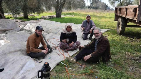 Aydın'da Zeytin Hasadı Coşkusu