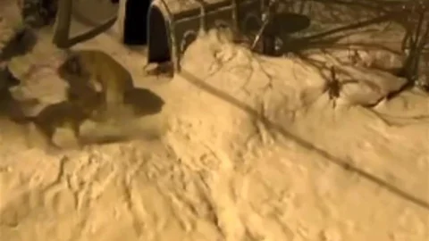 Artvin'de Cesur Bekçi Köpeği Olayı