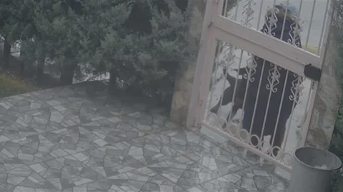 Ankara'da Sahipsiz Köpekler Kadına Saldırdı
