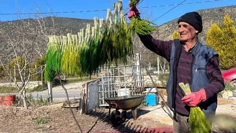 Bayındır Nergis ve Kuru Çiçek Festivali Başlıyor