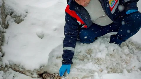 Yaralı Kurt Bitlis'te Tedavi Altına Alındı