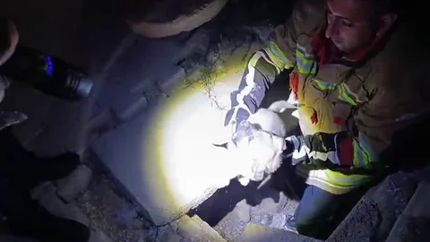 Kuyuya Düşen Yavru Köpek Kurtarıldı