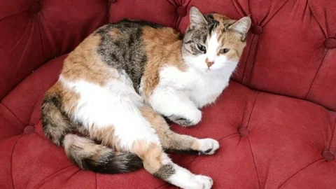 Silifke'de Mahsur Kalan Kedi Kurtarıldı