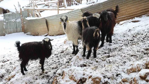 Adana'da Hayvancılık Tehlikede