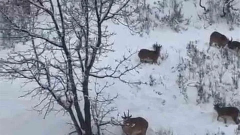 Siirt'te Yaban Keçileri Görüntülendi