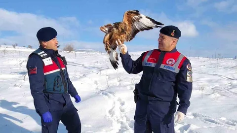 Yozgat'ta Yaralı Kızıl Şahin Koruma Altında