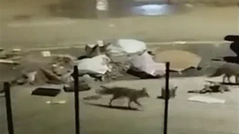 Aç Kalan Tilkiler Adıyaman'da Görüntülendi