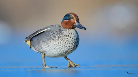 Çanakkale’de Kış Ortası Kuş Sayımı Yapıldı
