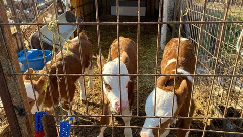 Edirne'de Üçüz Buzağılar İçin Altınlı Tebrik