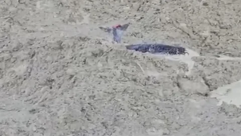 Kastamonu'da Çamura Saplanan Karaca Kurtarıldı