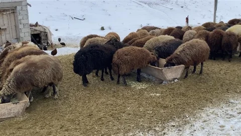 Ağrı’da Besicilerin Kış Mücadelesi