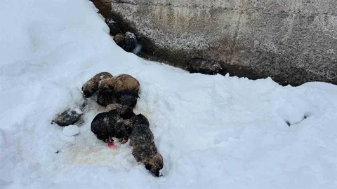 Şırnak'ta Kurtarılan 12 Köpek Yavrusu
