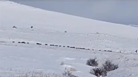 Tatvan Kırsalında Domuz Sürüleri Görüntülendi