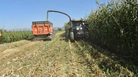 Aydın'da Kaba Yem Üretimi Artıyor