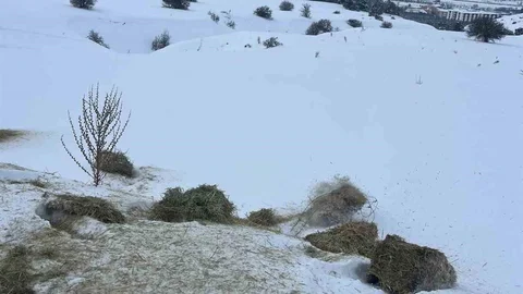 Sivas'ta Yaban Hayvanları İçin Yemleme Yapıldı