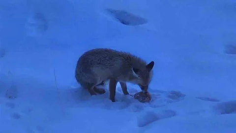 Yozgat'ta Bir Tilki Sürprizi