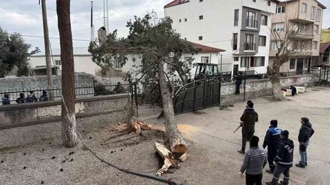 İznik'te Dev Ağaç Devrildi, Facia Önlenmiş Olabilir