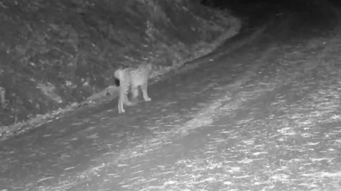 Çankırı’da Yaban Hayvanları Kamerada Görüntülendi