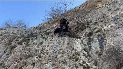 Mardin'de Mahsur Kalan Keçi Kurtarıldı