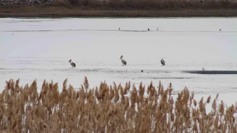Pelikanlar Beyşehir Gölü'nde Görüntülendi