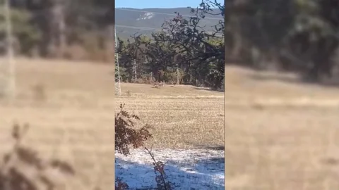 Sinop'ta Yaban Hayatı Görüntülendi