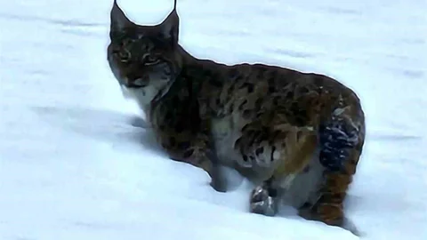 Hizan'da Vaşak Görüntülendi