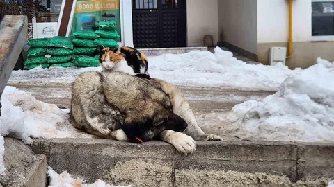 Tunceli'de Kedi ve Köpeğin Dostluğu