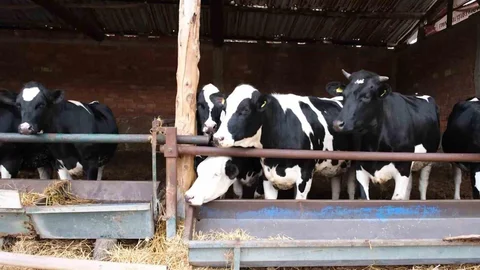 Amasya'da Süt İneklerinden Etçi Buzağı Üretimi