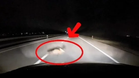 Yolda Tilkiye Araç Çarptı