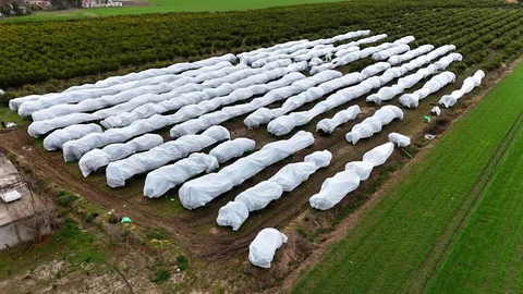 Adana'da Limon Ağaçları Zirai Don Önlemi Alındı