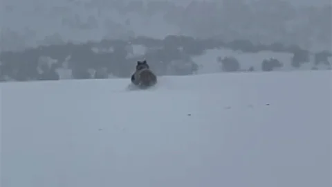 Kış Uykusuna Yatmamış Ayı Sivas’ta Görüntülendi
