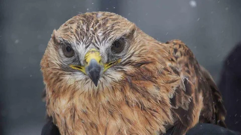 Kızıl Şahin Koruma Altına Alındı