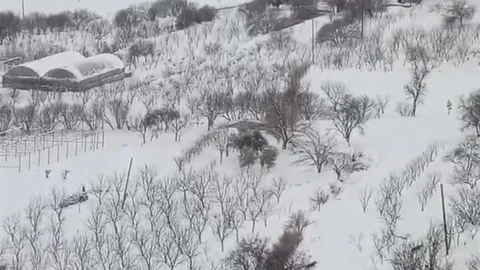Diyarbakır’da Kurt Sürüsü Yerleşim Yerine İndi