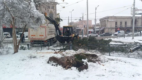 Şanlıurfa'da Ağaçlar Devrildi