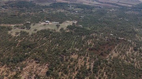 Mardin'de Zeytin Dal Kanserine Karşı Mücadele