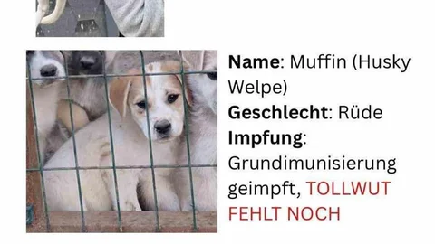 Nevşehir'de Hayvan Kaçakçılığı İddiası