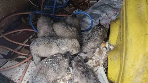 Mardin’de Yavru Köpekleri Kurtaran Duyarlı Vatandaş