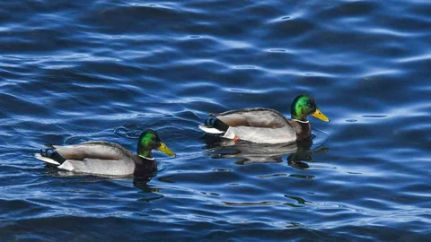 Tatvan'da Yeşilbaş Ördekler Görüntülendi