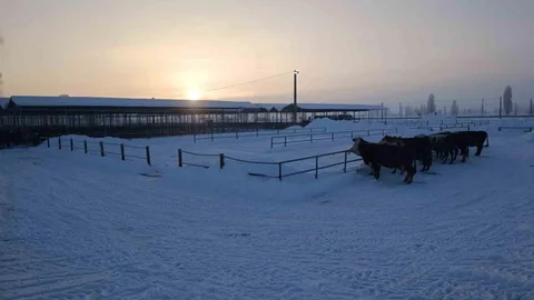 Sivas'ta Hayvan Pazarı Kapatıldı