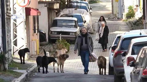 Samsun'da Başıboş Köpekler Kaçtı